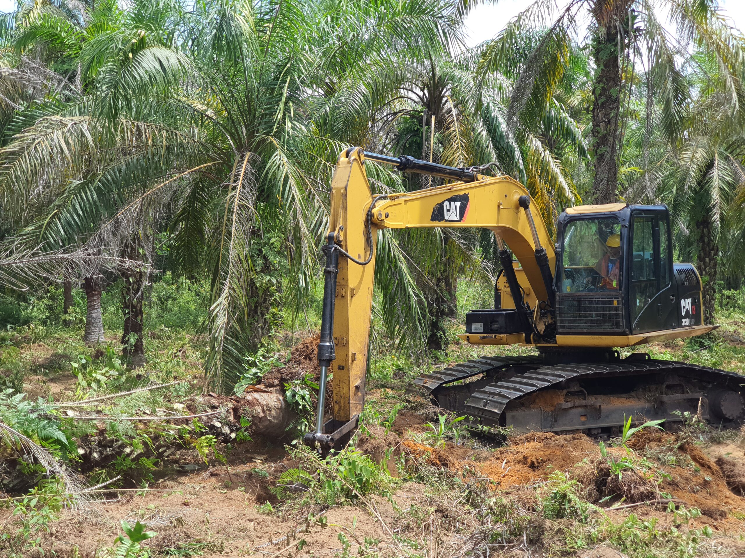 Replanting Financial Access for Independent Smallholders - Musim Mas