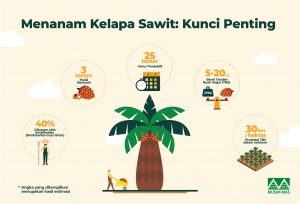 Dari Benih Hingga Panen: Bagaimana Kelapa Sawit Ditanam - Musim Mas