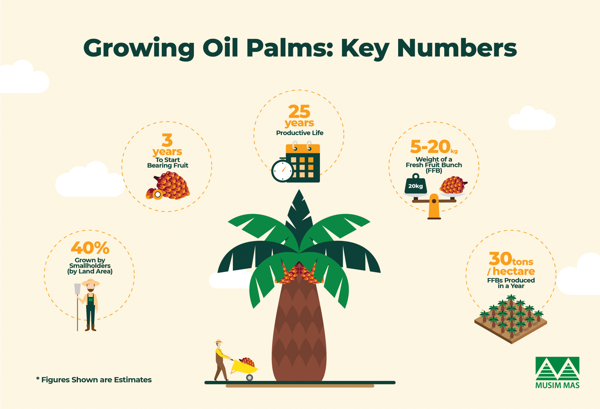 From Seed to Harvest: How Oil Palm is Grown - Musim Mas