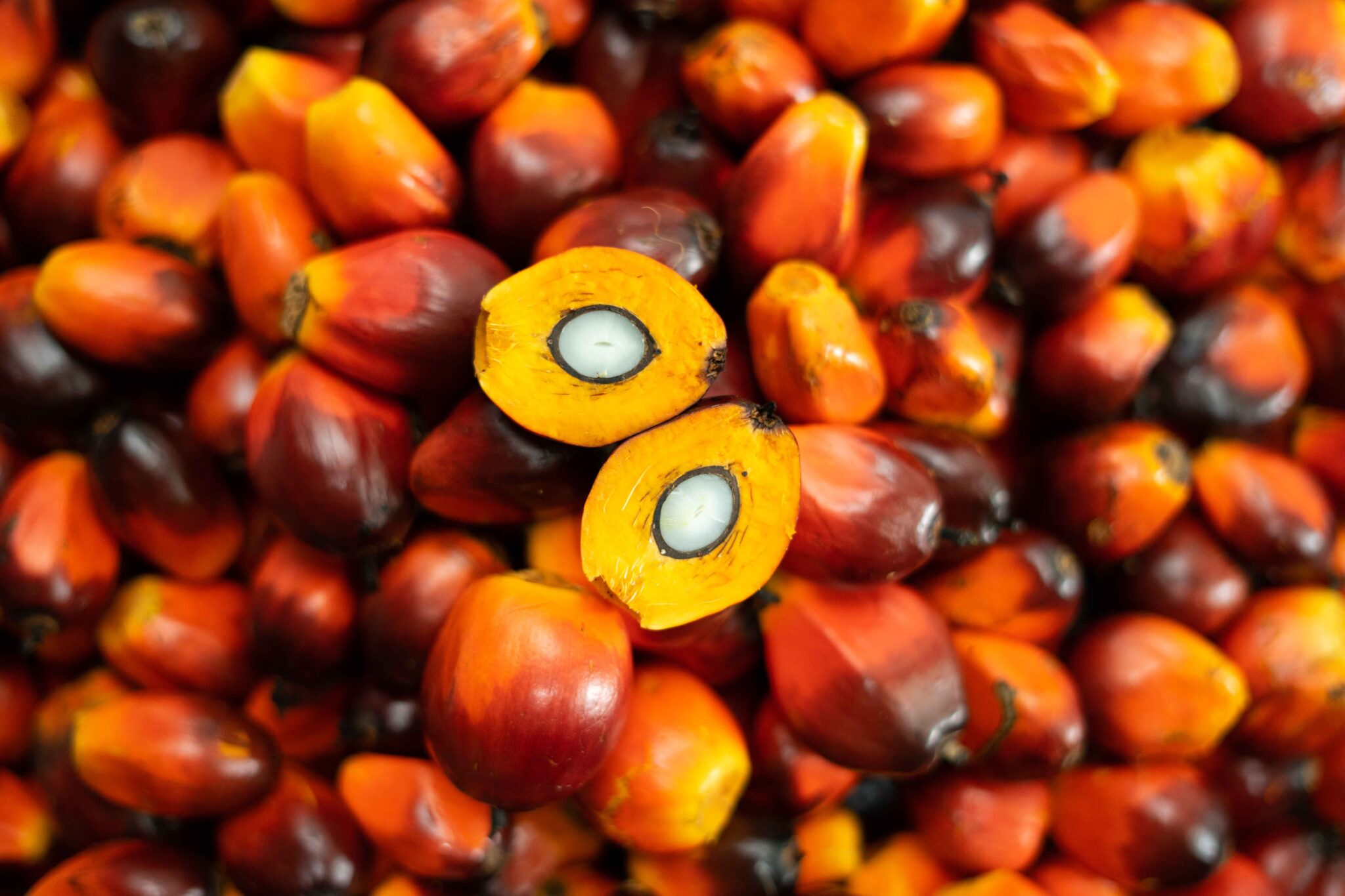 What is Palm Oil? From Seed to Harvest | Palm Oil Plantation