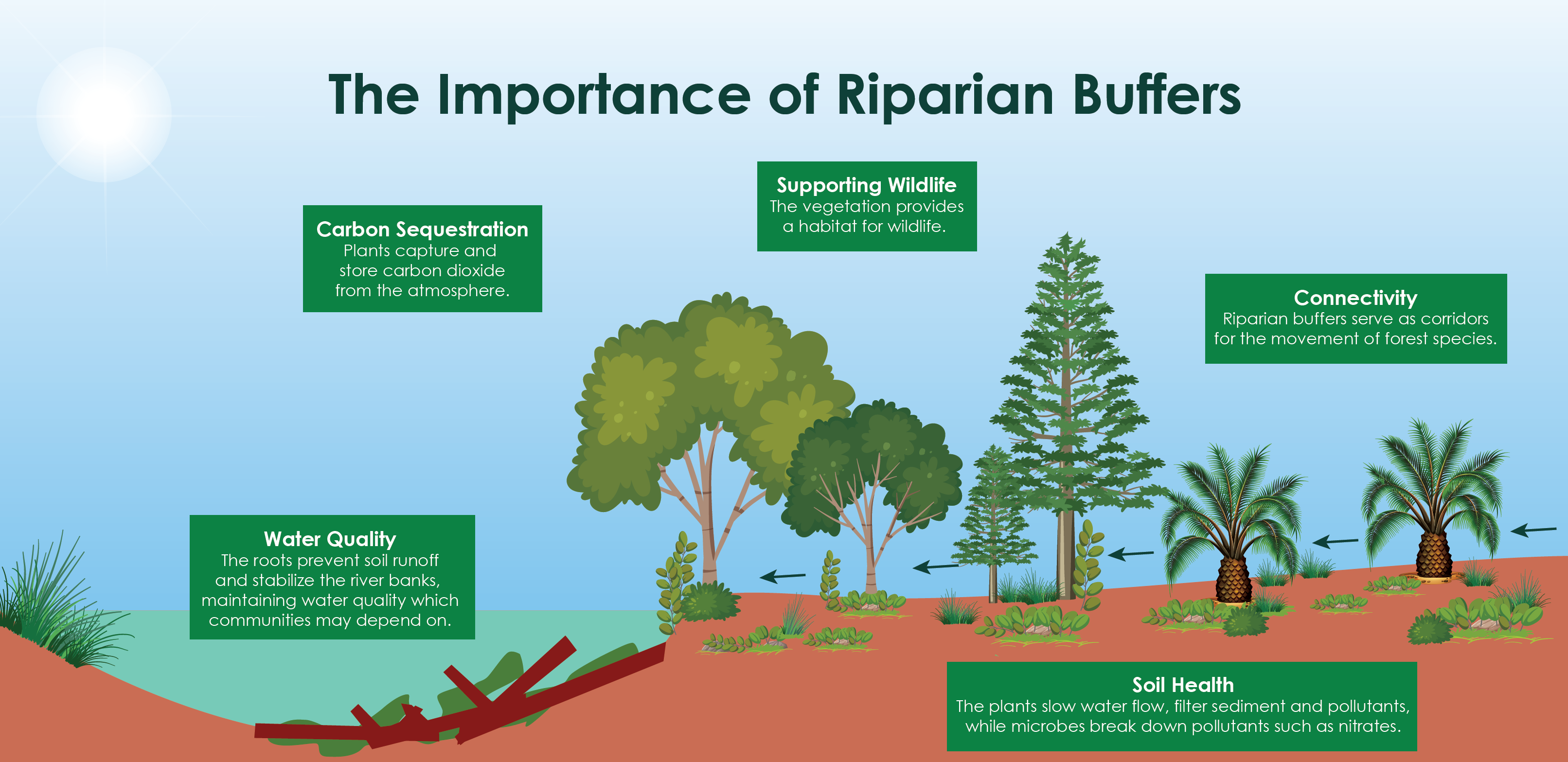 How Do Riparian Buffers Protect The Environment Musim Mas