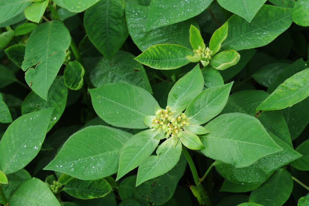 Euphorbia heterophylla