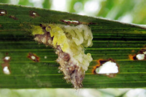 Parasitoid larvae on nettle caterpillar