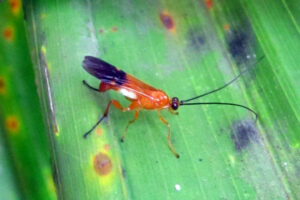 Spinaria spinator parasitoid