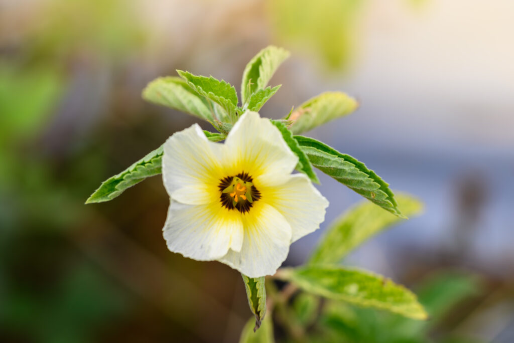 Turnera subulata