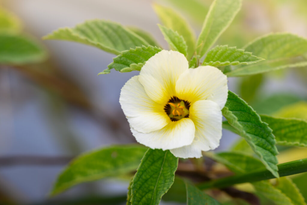 Turnera subulata in Sorek Musim Mas Plantation