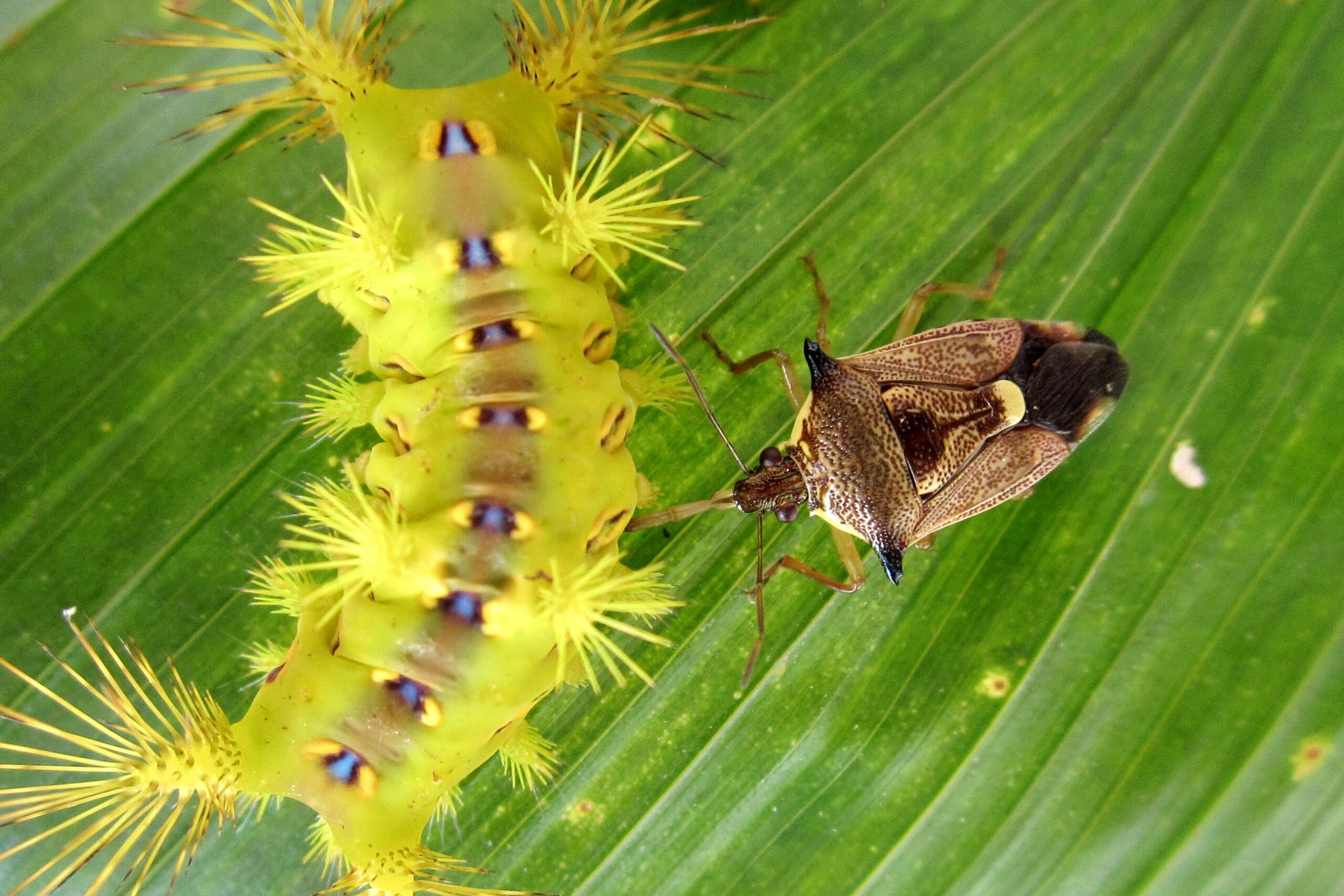 Eocanthecona furcellata eating nettle caterpillar