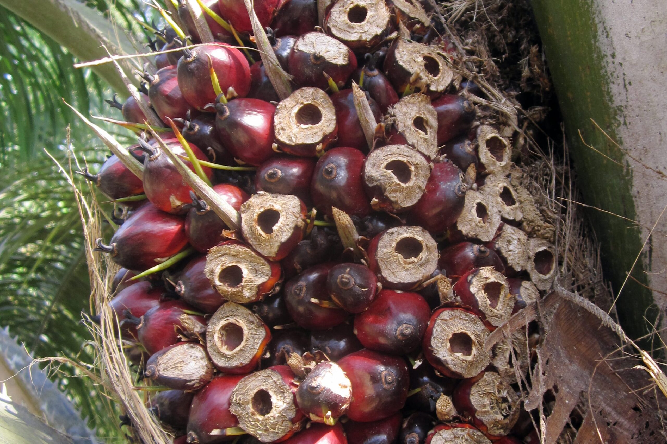 Rat damage to oil palm fresh fruit bunch