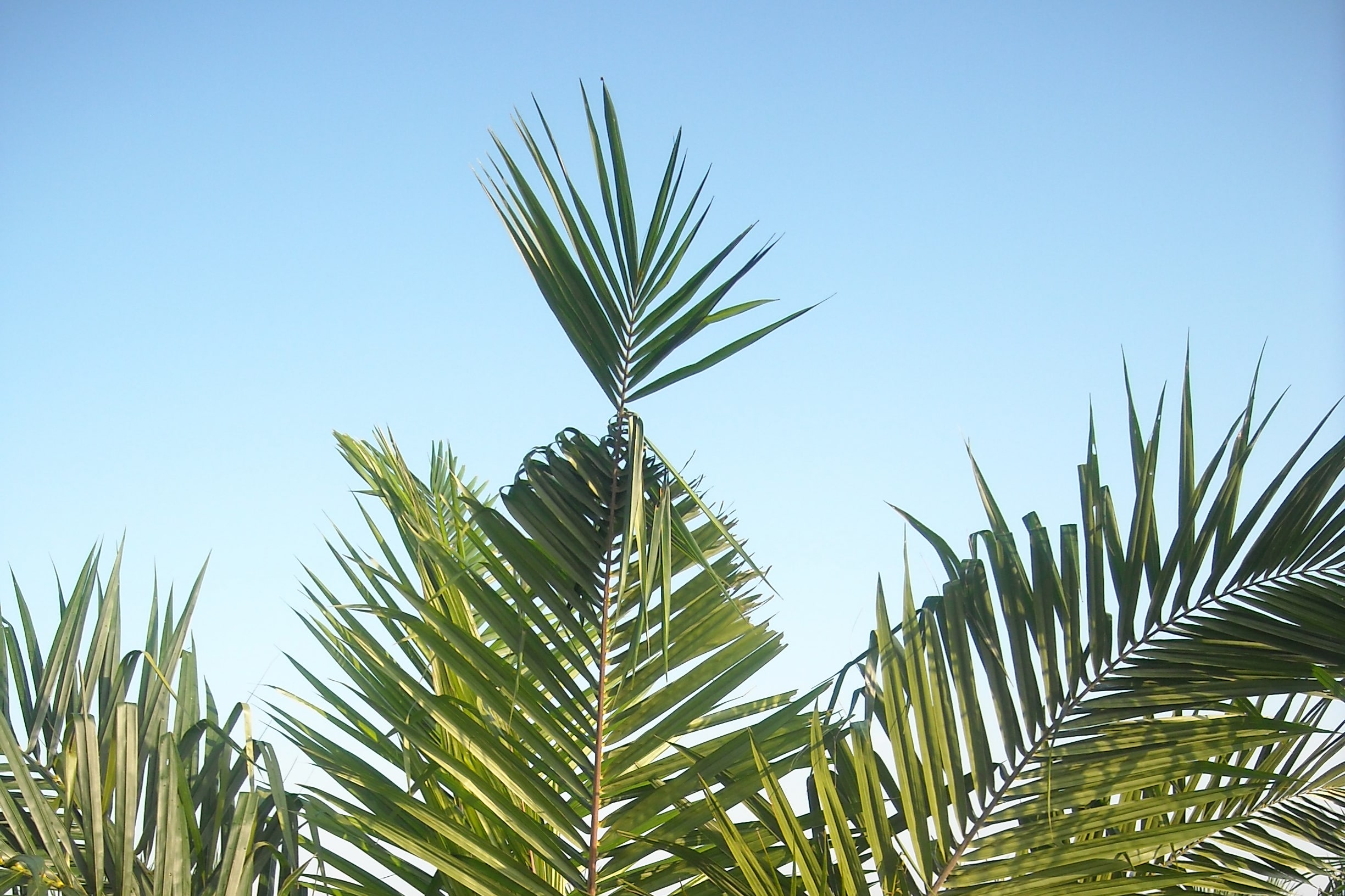 Rhinoceros beetle caused v shaped leaves on oil palm