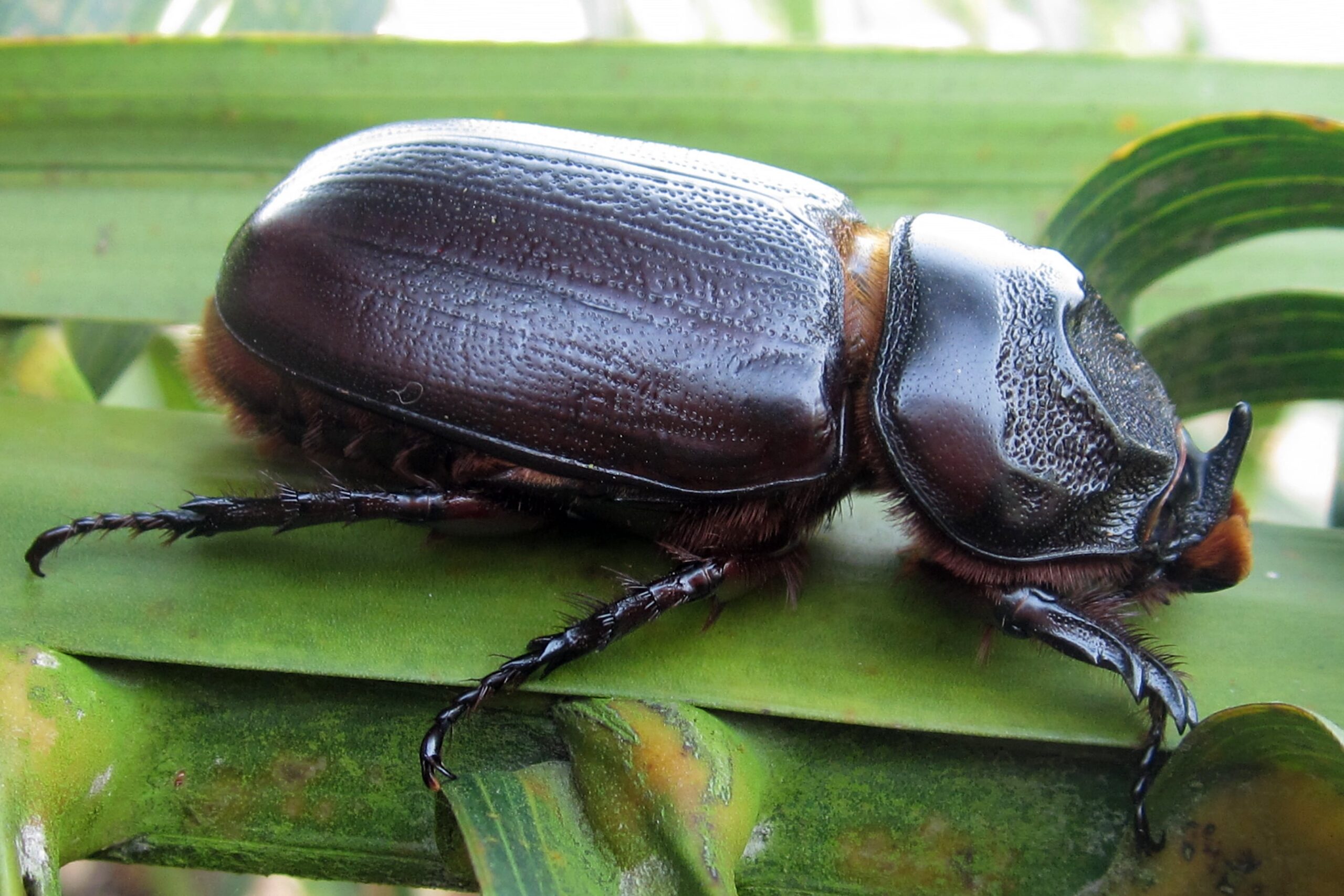 Rhinoceros beetle on oil palm