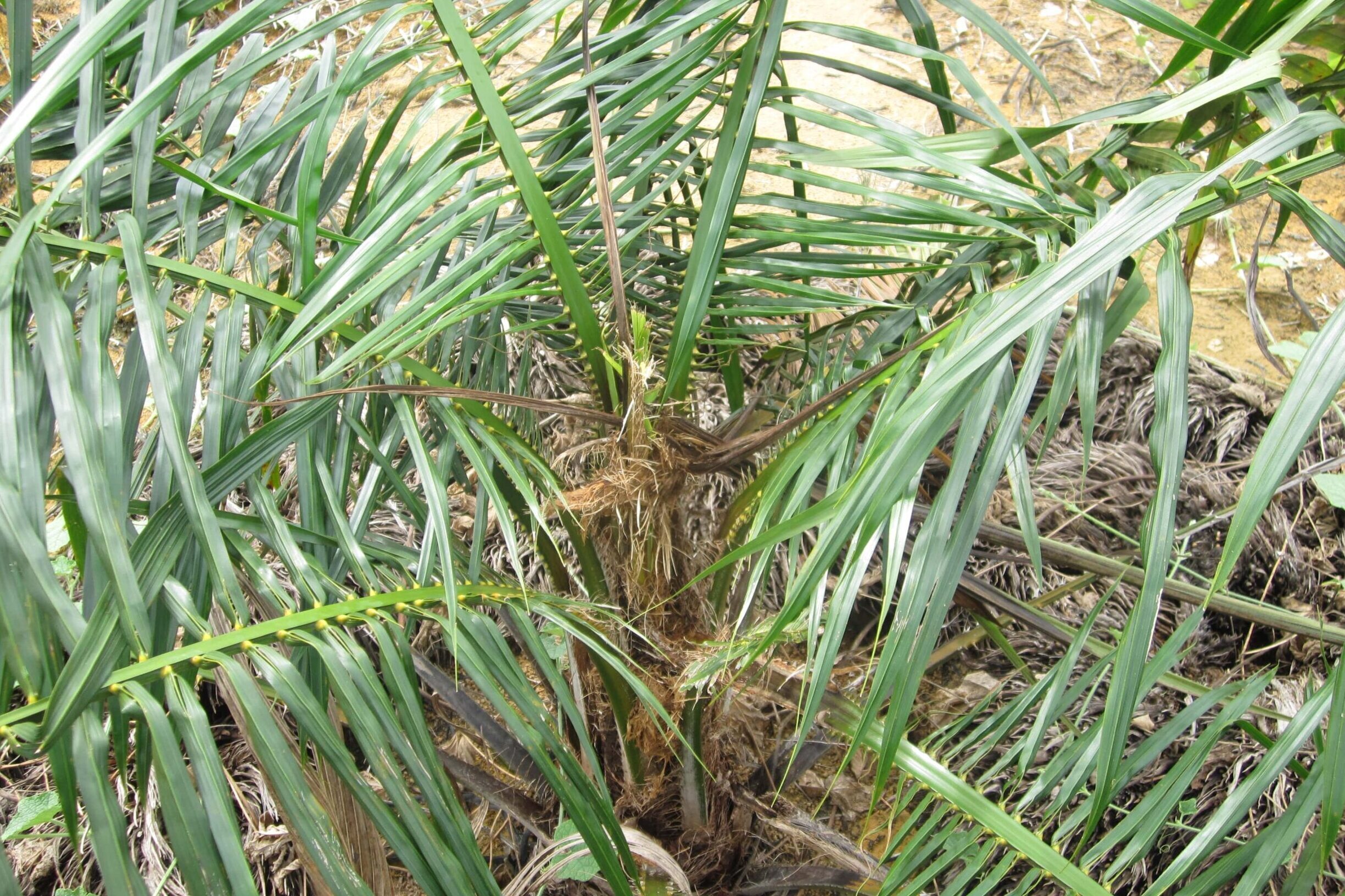 Spear snapping oil palm caused by rhinoceros beetle