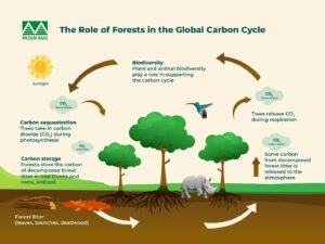 How Do Forests Sequester and Absorb Carbon? - Musim Mas