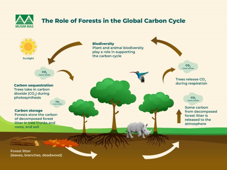 How Do Forests Sequester and Absorb Carbon? - Musim Mas