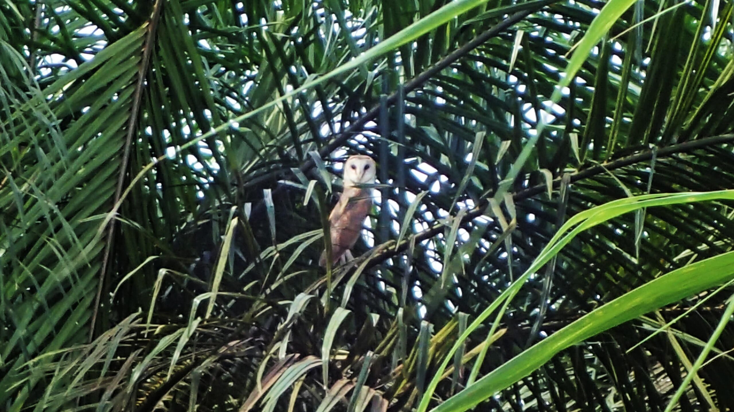 Barn Owl Tyto Alba in plantation tree in Musim Mas
