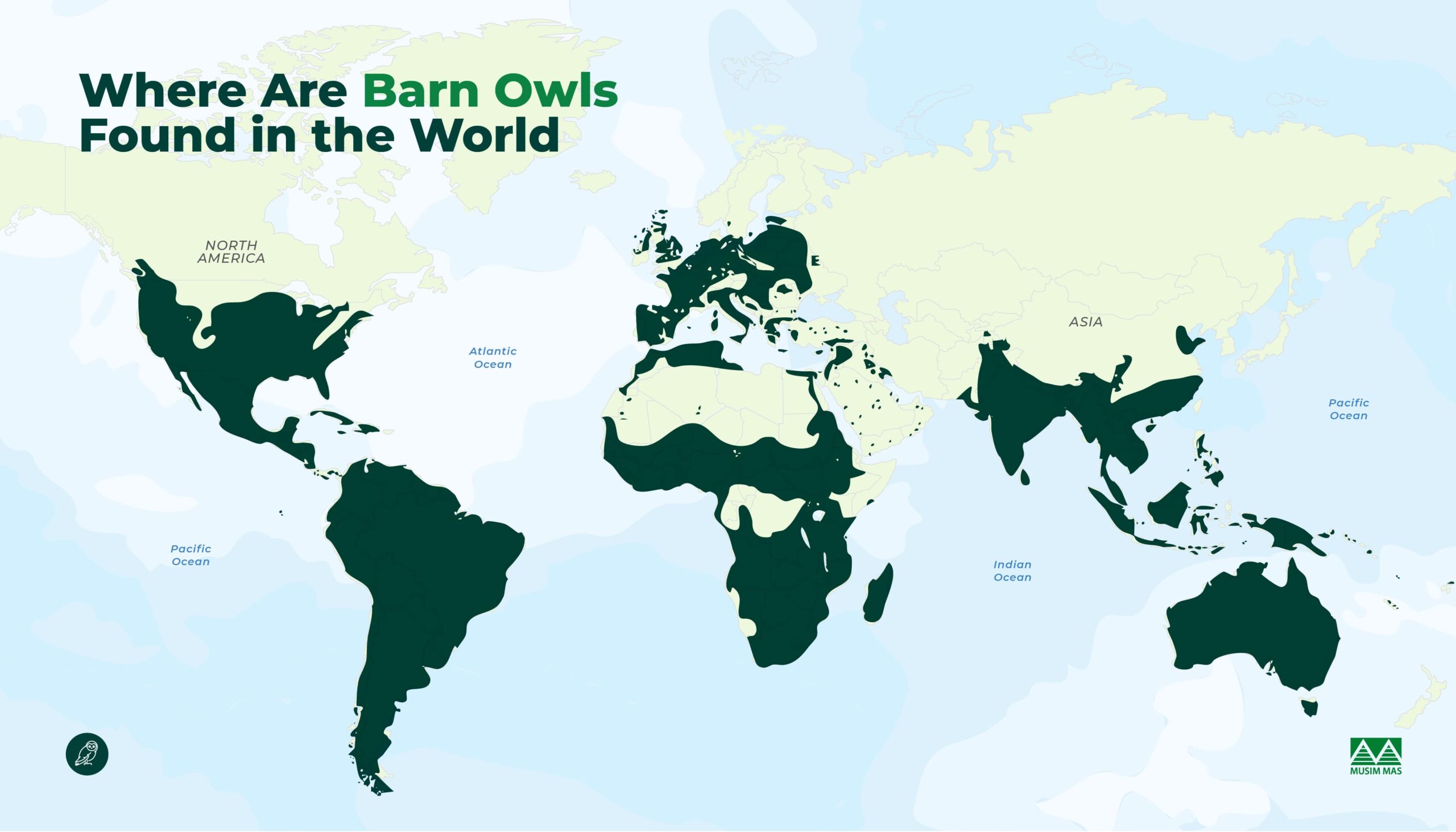 Barn owl tyto alba distribution in the world