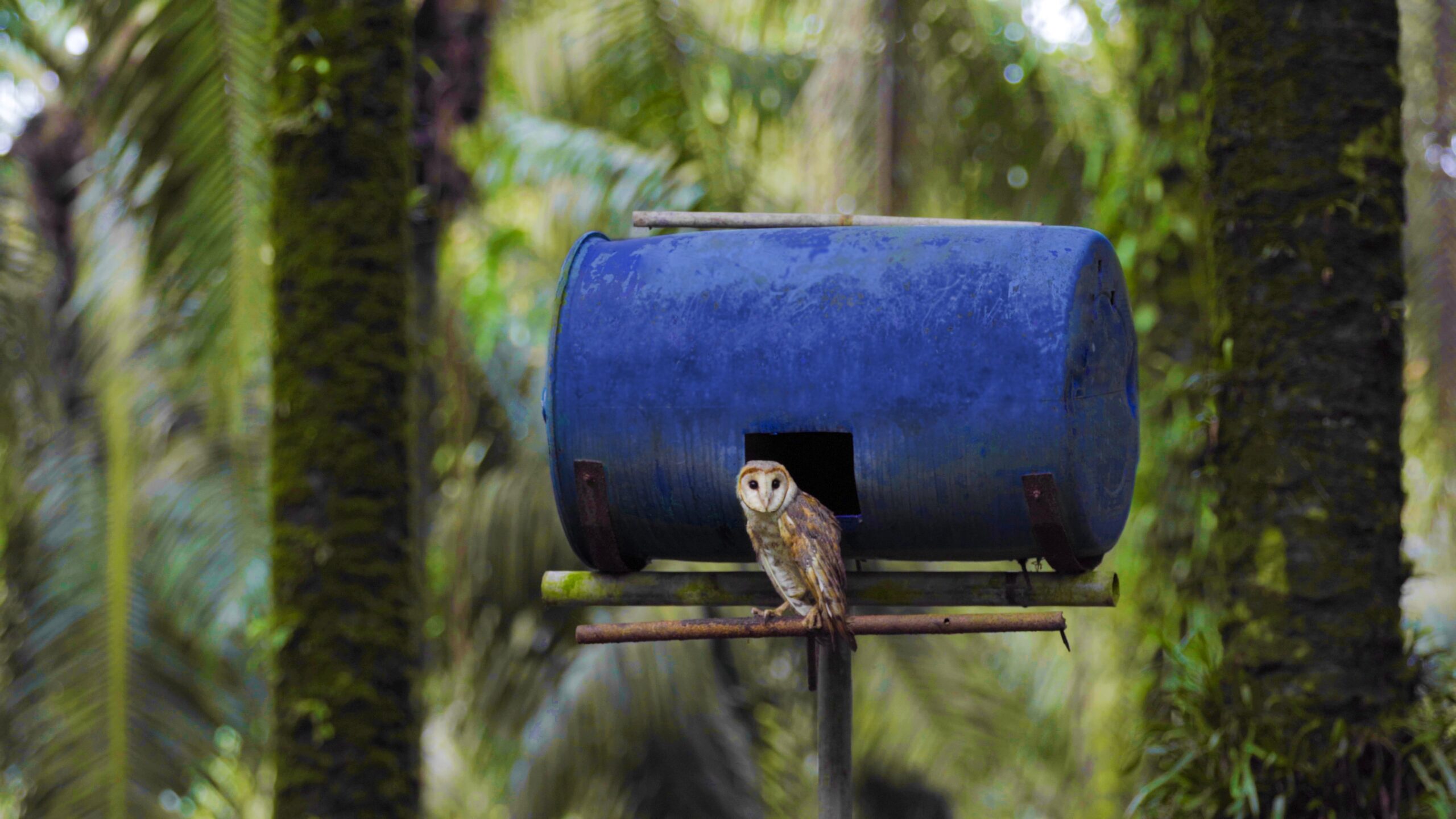Musim Mas barn owl nest box in plantation with owl looking
