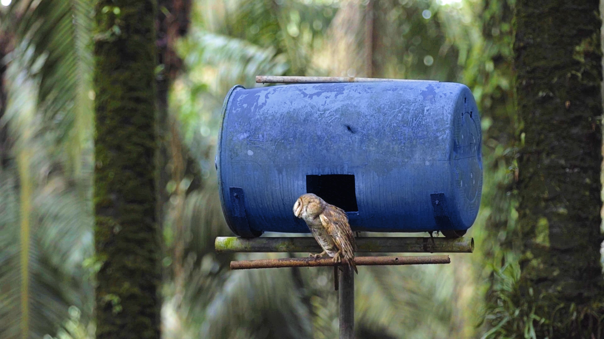 Musim Mas barn owl nest box in plantation