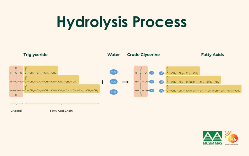Palm oil triglyceride hydrolysis for glycerine and fatty acid