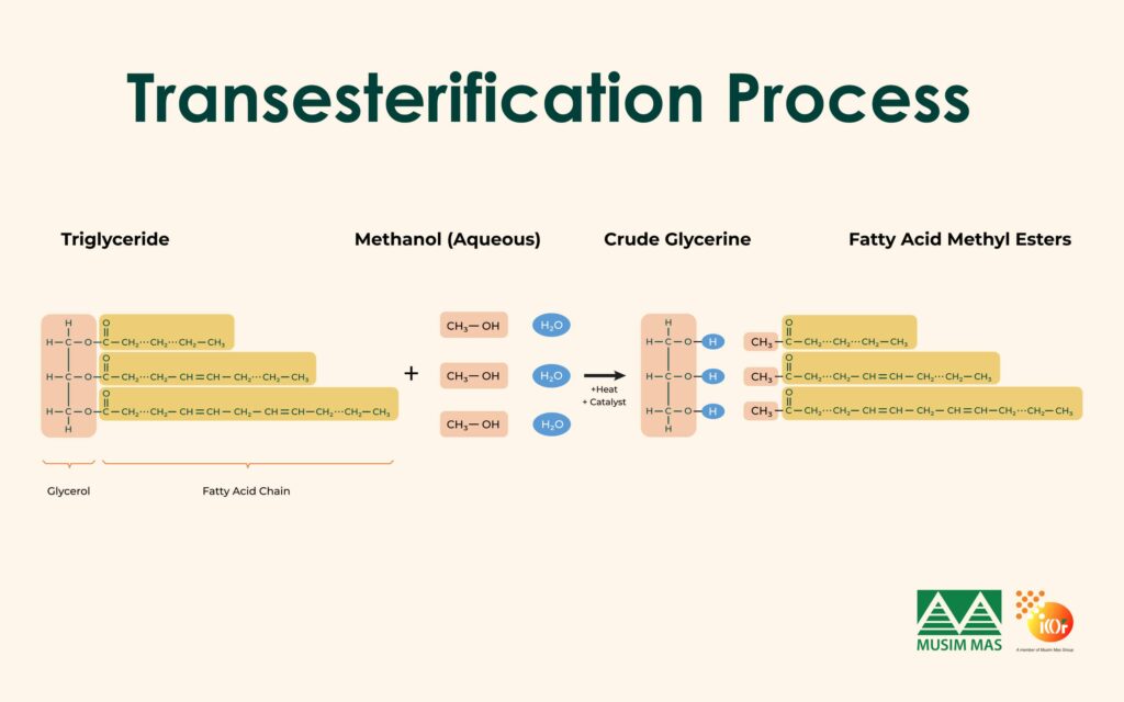 Palm oil triglyceride transesterification for biodiesel fatty acid methyl ester and glycerine