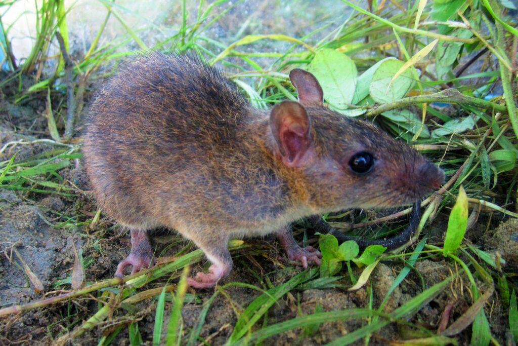 Rat pest in oil palm plantation