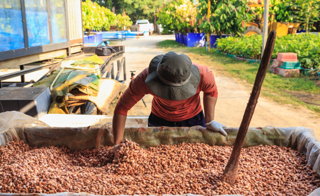 beans are stirred daily to ensure they have an even amount of oxygen