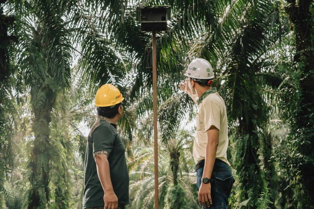 Installing barn owl nests to grow their populations as part of our Integrated Pest Management approach to reduce the use of chemical fertilizers