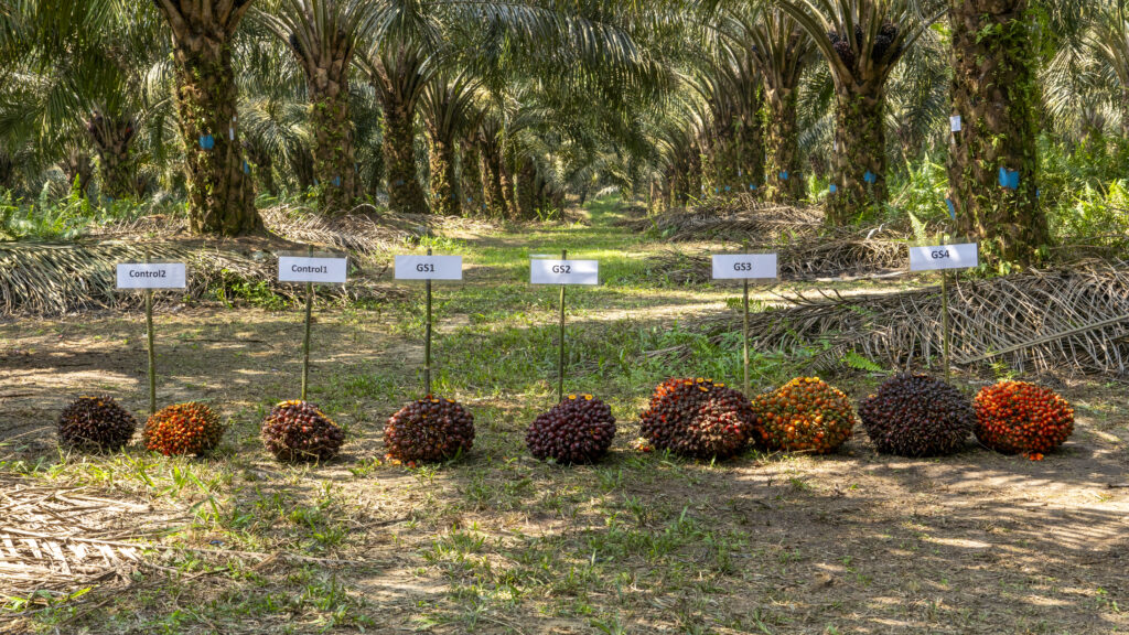 High yielding oil palm seeds