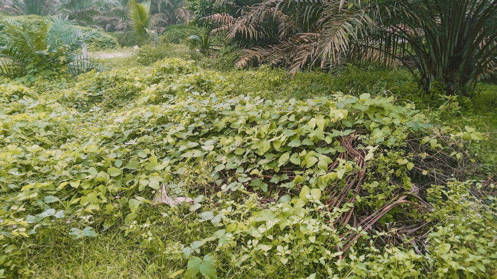 Intercropping with legumes