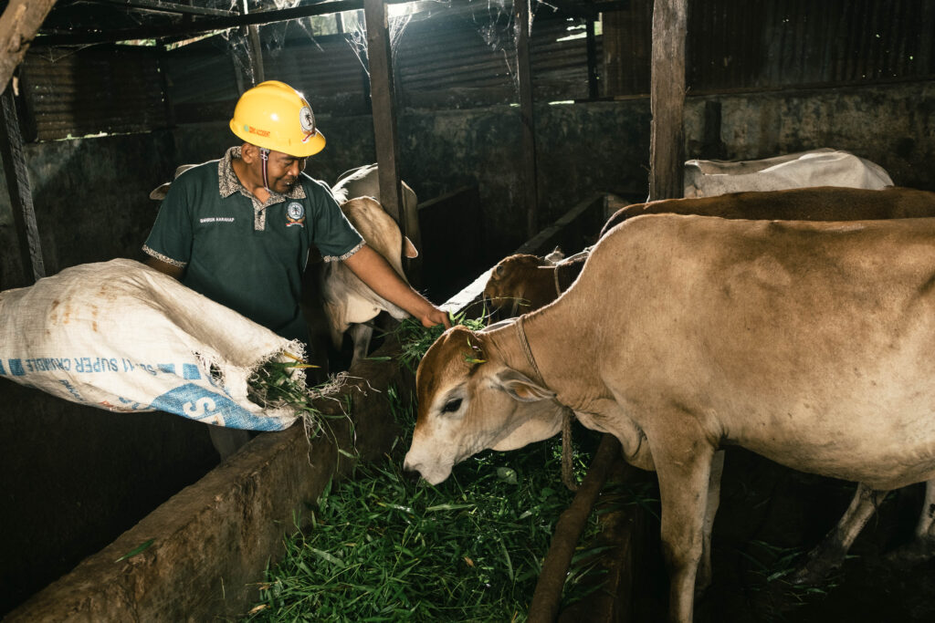 agroforestry palm oil