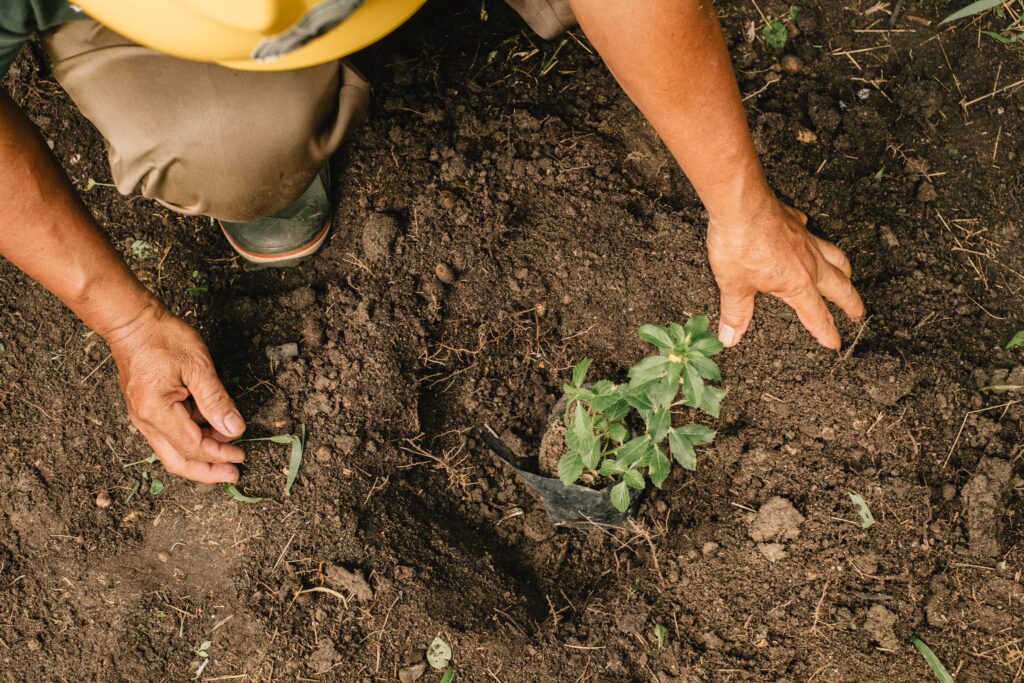 palm oil soil health