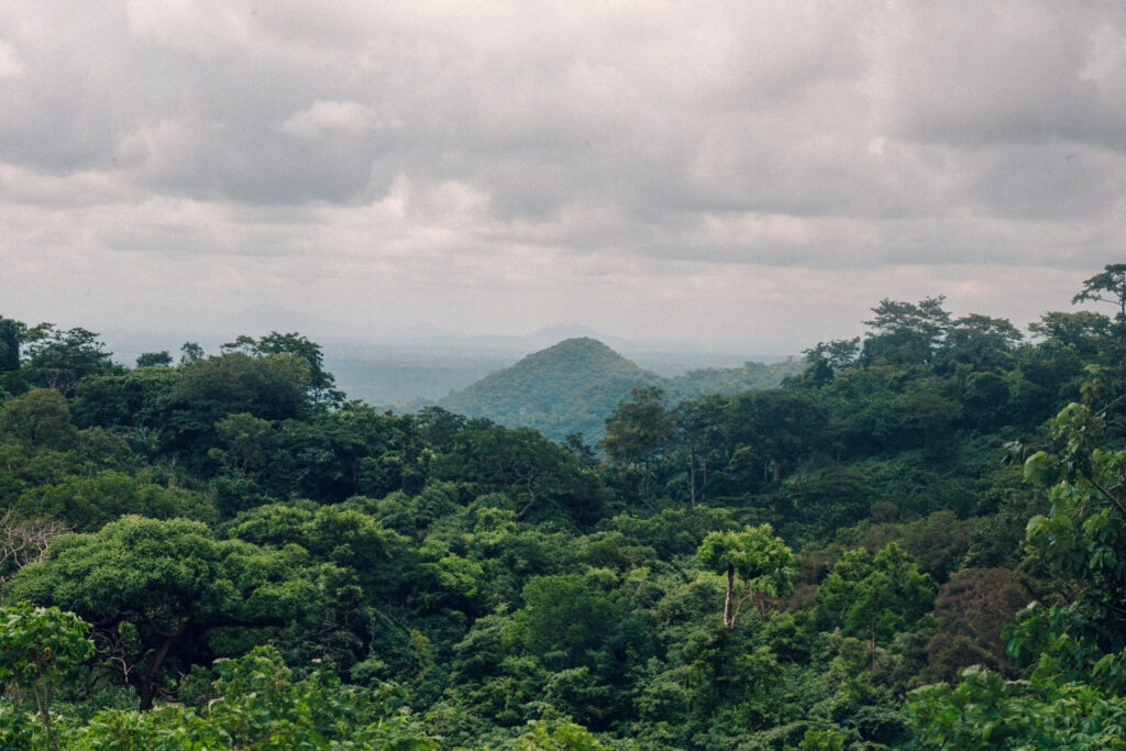 Landscape Intervention in the “Orangutan Capital”