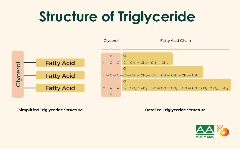 structure of triglycerides