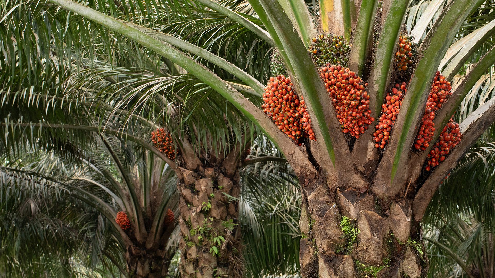 Oil Palm Fresh Fruit Bunches