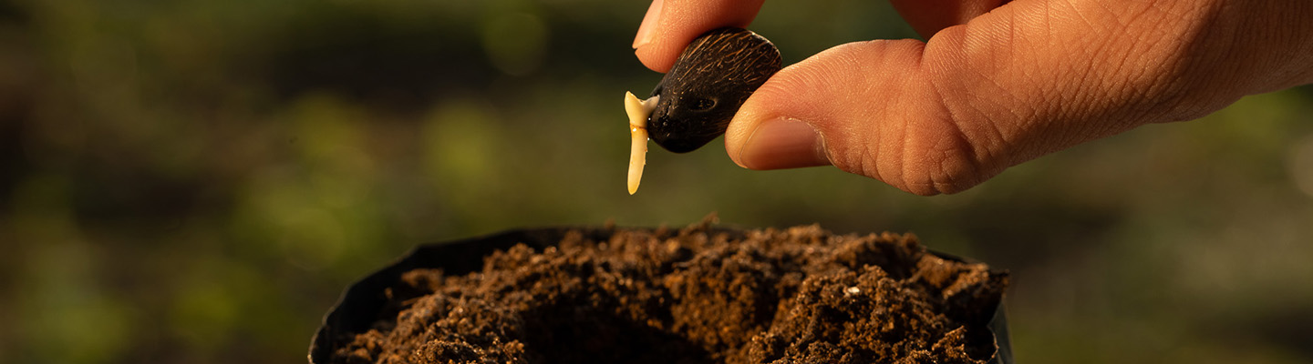 Germinated oil palm seeds